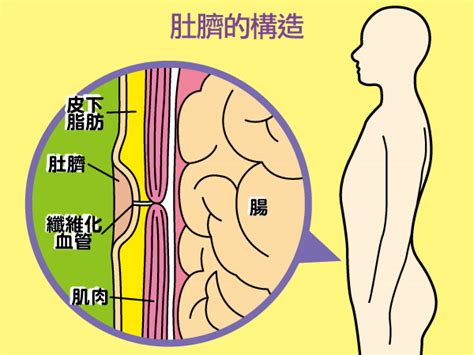 肚臍長毛|【肚臍下面長毛】肚臍以下的毛髮秘密：為何肚臍下方。